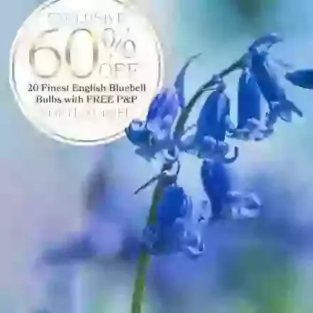20 English Bluebells 60 Percent Off